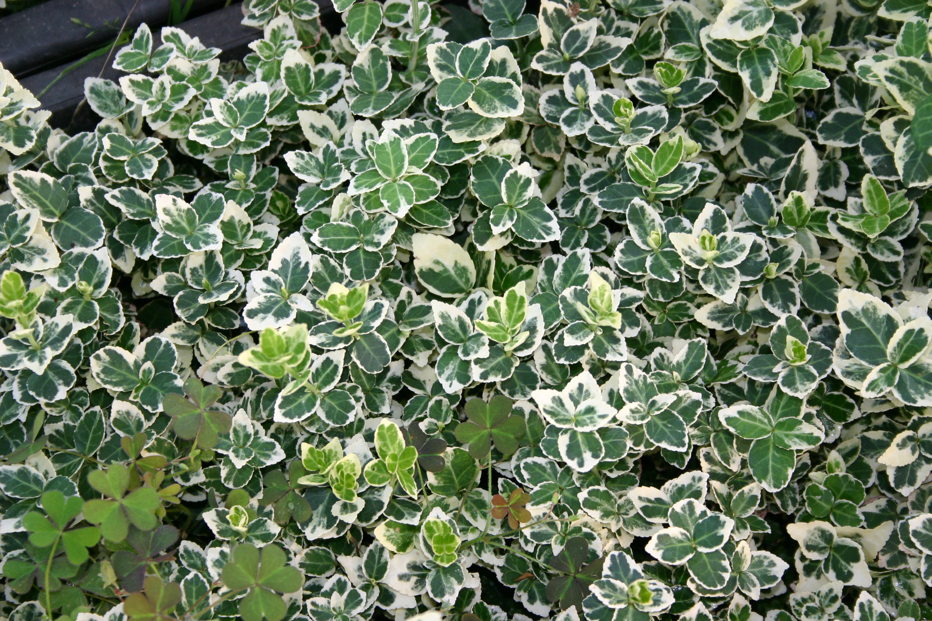 Euonymus fortunei 'Variegatus'